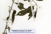 <strong>Onagraceae - Ludwigia - Ludwigia abyssinica A.Rich.</strong><br />© hnb