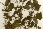 <strong>Malvaceae - Sida - Sida javensis Cav.</strong><br />© hnb