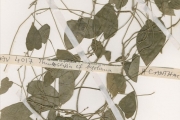 <strong>Acanthaceae - Thunbergia - Thunbergia cynanchifolia Benth.</strong><br />© hnb