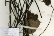 <strong>Menispermaceae - Rhigiocarya - Rhigiocarya racemifera Miers</strong><br />© hnb