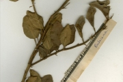 <strong>Rutaceae - Citrus - Citrus aurantiifolia (Christm.) Swingle</strong><br />© hnb