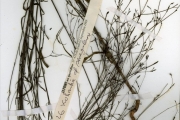 <strong>Rubiaceae - Kohautia - Kohautia tenuis (Bowdich) Mabb.</strong><br />© hnb
