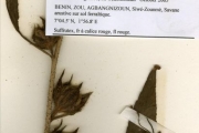 <strong>Malvaceae - Hibiscus - Hibiscus cannabinus L.</strong><br />© hnb