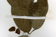 <strong>Lecythidaceae - Napoleonaea - Napoleonaea imperialis P.Beauv.</strong><br />© hnb