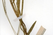 <strong>Poaceae - Axonopus - Axonopus flexuosus (Peter) C.E.Hubb.</strong><br />© hnb