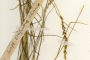 <strong>Poaceae - Eragrostis - Eragrostis ciliaris (L.) R.Br.</strong><br />© hnb