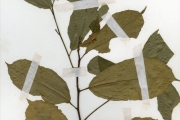 <strong>Tiliaceae - Glyphaea - Glyphaea brevis (Spreng.) Monach.</strong><br />© hnb