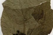 <strong>Rubiaceae - Oxyanthus - Oxyanthus unilocularis Hiern</strong><br />© hnb