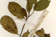 <strong>Leguminosae-Papilionoideae - Baphia - Baphia pubescens Hook.f.</strong><br />© hnb