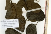 <strong>Menispermaceae - Triclisia - Triclisia subcordata Oliv.</strong><br />© hnb