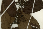 <strong>Rubiaceae - Cuviera - Cuviera acutiflora DC.</strong><br />© hnb