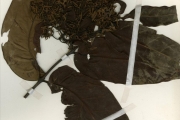 <strong>Rubiaceae - Cuviera - Cuviera acutiflora DC.</strong><br />© hnb