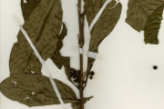 <strong>Rubiaceae - Pauridiantha - Pauridiantha hirtella (Benth.) Bremek.</strong><br />© hnb