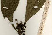 <strong>Rubiaceae - Pauridiantha - Pauridiantha hirtella (Benth.) Bremek.</strong><br />© hnb