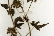 <strong>Malvaceae - Hibiscus - Hibiscus surattensis L.</strong><br />© hnb