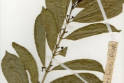 <strong>Rubiaceae - Craterispermum - Craterispermum cerinanthum Hiern</strong><br />© hnb