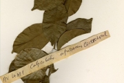 <strong>Convolvulaceae - Calycobolus - Calycobolus africanus (G.Don) Heine</strong><br />© hnb