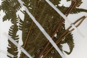 <strong>Thelypteridaceae - Cyclosorus - Cyclosorus striatus (Schum.) Ching</strong><br />© hnb