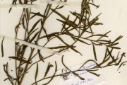 <strong>Onagraceae - Ludwigia - Ludwigia octovalvis (Jacq.) P.H.Raven subsp. brevisepala (Brenan) P.H.Raven</strong><br />© hnb
