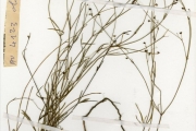 <strong>Rubiaceae - Kohautia - Kohautia virgata (Willd.) Bremek.</strong><br />© hnb