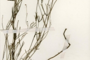 <strong>Rubiaceae - Kohautia - Kohautia virgata (Willd.) Bremek.</strong><br />© hnb