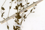 <strong>Scrophulariaceae - Torenia - Torenia thouarsii (Cham. & Schltdl.) Kuntze</strong><br />© hnb