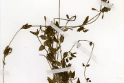 <strong>Scrophulariaceae - Torenia - Torenia thouarsii (Cham. & Schltdl.) Kuntze</strong><br />© hnb