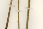 <strong>Cyperaceae - Cyperus - Cyperus articulatus L.</strong><br />© hnb