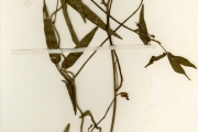 <strong>Leguminosae-Papilionoideae - Vigna - Vigna nigritia Hook.f.</strong><br />© hnb