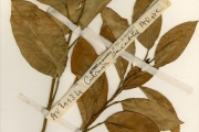 <strong>Araceae - Culcasia - Culcasia saxatilis A.Chev.</strong><br />© hnb