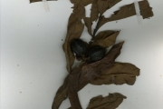 <strong>Rubiaceae - Cuviera - Cuviera macroura K.Schum.</strong><br />© hnb