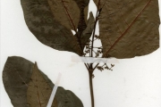 <strong>Rubiaceae - Psychotria - Psychotria calva Hiern</strong><br />© hnb