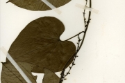 <strong>Menispermaceae - Rhigiocarya - Rhigiocarya racemifera Miers</strong><br />© hnb