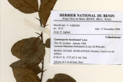 <strong>Celastraceae - Gymnosporia - Gymnosporia buchananii Loes.</strong><br />© hnb