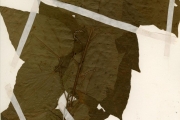 <strong>Euphorbiaceae - Mallotus - Mallotus oppositifolius (Geiseler) Müll.Arg.</strong><br />© hnb