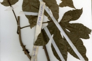 <strong>Sterculiaceae - Cola - Cola millenii K.Schum.</strong><br />© hnb