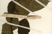 <strong>Apocynaceae - Funtumia - Funtumia africana (Benth.) Stapf</strong><br />© hnb