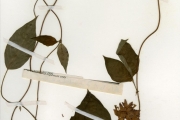 <strong>Rubiaceae - Sabicea - Sabicea calycina Benth.</strong><br />© hnb