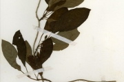 <strong>Rubiaceae - Sabicea - Sabicea calycina Benth.</strong><br />© hnb
