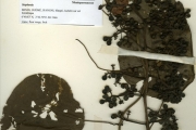 <strong>Menispermaceae - Stephania - Stephania dinklagei (Engl.) Diels</strong><br />© hnb