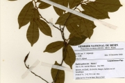 <strong>Leguminosae-Papilionoideae - Baphia - Baphia pubescens Hook.f.</strong><br />© hnb
