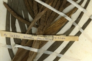 <strong>Arecaceae - Elaeis - Elaeis guineensis Jacq.</strong><br />© hnb