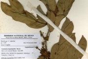 <strong>Leguminosae-Caesalpinioideae - Cynometra - Cynometra megalophylla Harms</strong><br />© hnb