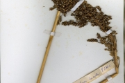 <strong>Poaceae - Sorghum - Sorghum bicolor (L.) Moench</strong><br />© hnb