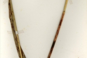 <strong>Poaceae - Sorghum - Sorghum bicolor (L.) Moench</strong><br />© hnb