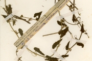 <strong>Cucurbitaceae - Kedrostis - Kedrostis foetidissima (Jacq.) Cogn.</strong><br />© hnb