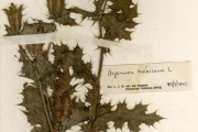 <strong>Papaveraceae - Argemone - Argemone mexicana L.</strong><br />© hnb