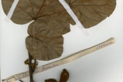 <strong>Sterculiaceae - Cola - Cola gigantea A.Chev. var. gigantea</strong><br />© hnb