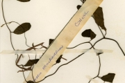 <strong>Convolvulaceae - Aniseia - Aniseia martinicensis (Jacq.) Choisy</strong><br />© hnb
