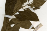 <strong>Rubiaceae - Pavetta - Pavetta corymbosa (DC.) F.M.Williams</strong><br />© hnb